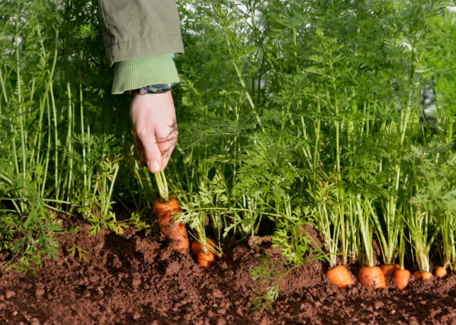 ������A�Ȝy���x��ô����